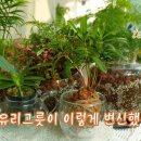 다 쓴 유리 용품 재활용, 플랜테리어 화분&테라리움 만드는 상세 과정 /유리병 활용 테라리움 숲 만드는 과정 이미지