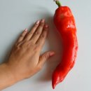 빨간고추 이미지