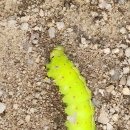 경기옛길 의주길 제4길 파주고을길 | [경기옛길스탬프]의주길 제4길파주고을길(신산5리 ~ 선유삼거리)《옛 파주 관아를 지나 걷는 숲길...