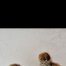 바르네일 이미지