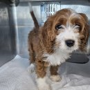 산타클라라동물병원 이미지