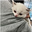 강아지분양 고양이분양 멍앤냥 수원점 | 수원강아지분양 알아볼 때 도움이 된 강아지분양 고양이분양 멍앤냥 수원점 이야기