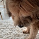 pet112라7049 | 복댕잇 반려견 수제 간식 맛집! 부천애견간식 부천애견수제간식 🐶🤍 멍김밥 멍치킨 멍와인 멍맥주 멍피자