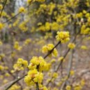 장수보리밥 이미지