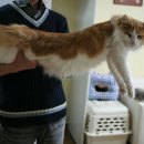 프롬시아 캐터리 이미지