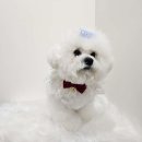 털찐댕댕이 이미지