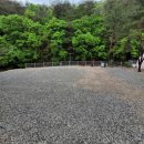 소나무세상 이미지