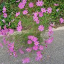 삼회1리 마을회관 | 경기둘레길22-23구간(25.9.30) &#34; 상천역-호명산-청평역-삼회1리 마을회관&#34;