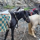 리더스투어 | [공지] 몽골 고비사막 리더스 투어 후기 _몽골 여행 패키지 추천 내돈내산