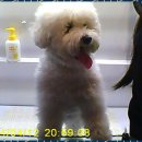 더빛나개 이미지