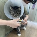 이쁘냥고양이미용실
