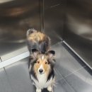 펫바스로 수지 이미지