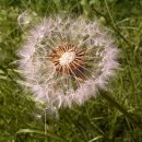 민들레 이미지