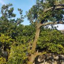 광령귤나무 이미지