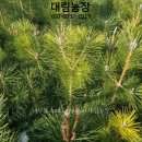 해송 Daum카페