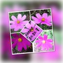 코스모스 꽃. 이미지