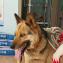 인제종합동물병원 네이버블로그