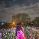 대황강자연휴식공원 | 미리 방문해본 석곡 코스모스 축제 후기와 일정 공유