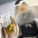 서울동물의료센터 | 신길동물병원 24인치 동물의료센터 건강검진 후기