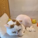 놀러와캣독 이미지