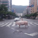 돼지두마리 이미지