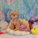 까꼬노라 이미지