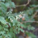 대구으아리Clematis taeguensis Y. N. Lee 이미지
