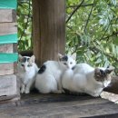 하늘밭, 봄 이미지