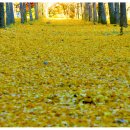 땡큐베리팜 이미지