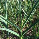 커티지(cottage) 이미지