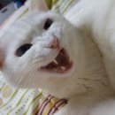 공주야뷰티