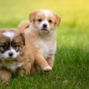 이츠펫(청당점) 이미지