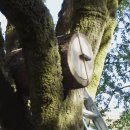 꿀벌을 구하려는 한 캘리포니아 남자의 사명(Rewilding One California man's mission to save hone 이미지
