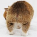 토실토실 Daum카페