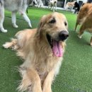 퍼피스카우트 이미지