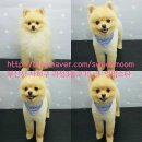 멍멍친구 애견샵 이미지