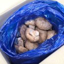 양지마을표고버섯 | 표고버섯요리 송가네버섯마을 표고버섯 500g 솔직 후기
