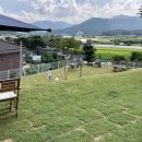 그린애견 이미지