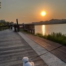 우리동물메디컬센터 | 망포동 동물병원 '아이온동물메디컬센터' 진료 후기 겸 추천