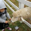 맘마목장 이미지