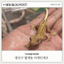 신바람세탁소 네이버블로그