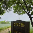 서광목장(제1목장) | 예산 아그로랜드 태신목장 수레국화 개화현황, 지금 가도 예쁜 수레국화 시즌 후기