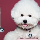 펫북(Pet Book) 이미지