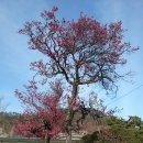 고성초등학교 이미지