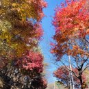 포돌이길 | 제천경찰수련원 빌라형 6인실 아이랑 가을여행 / 가족여행, 바베큐, 단풍 가득한 힐링 숙소 후기