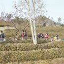 보성태권도 이미지