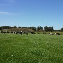 청초목장 이미지