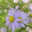 쑥부쟁이 이미지