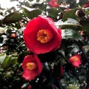 서천 마량리 동백나무 숲 이미지