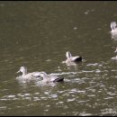 대평오리 이미지